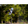 RONIX | RXT Blackout Technology Boat - 2023